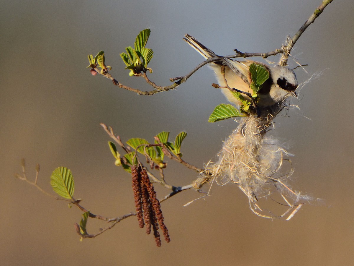 pungmeis - ML644547085