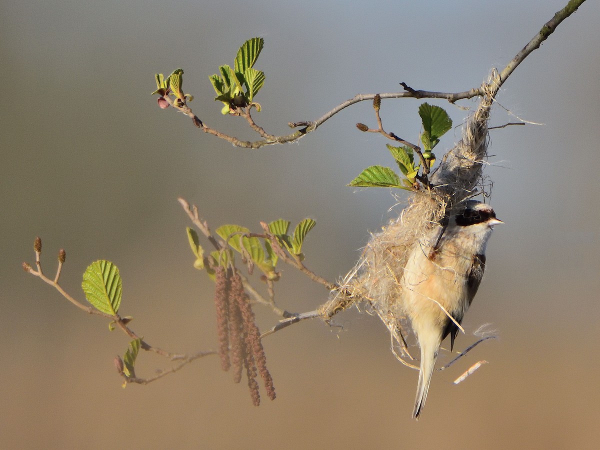 pungmeis - ML644547086