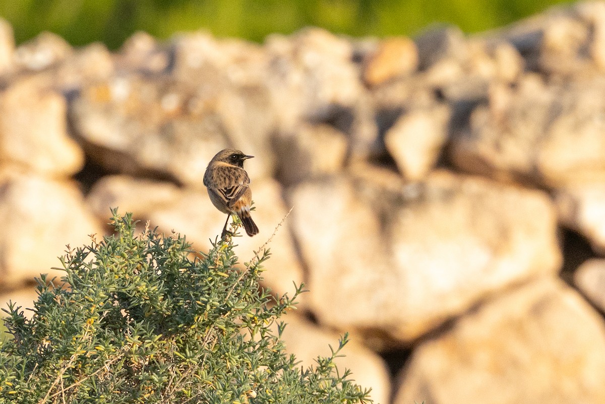 Трав'янка чорноголова - ML644547087