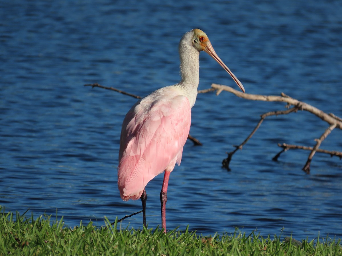 Roseate Spoonbill - ML644547091