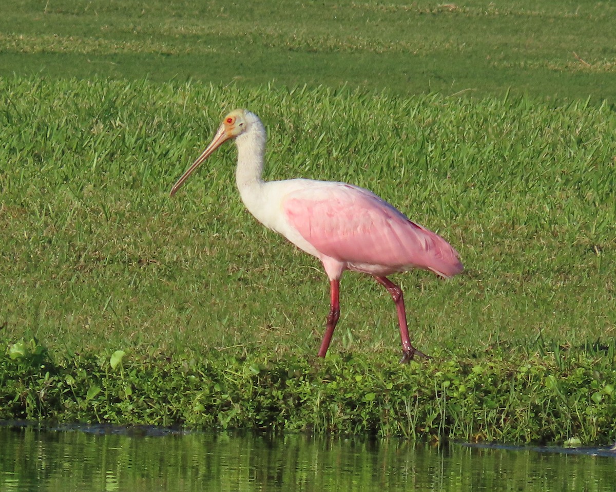 Roseate Spoonbill - ML644547092