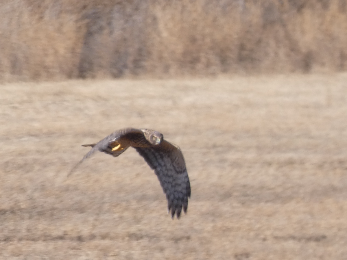 アメリカハイイロチュウヒ - ML644547097