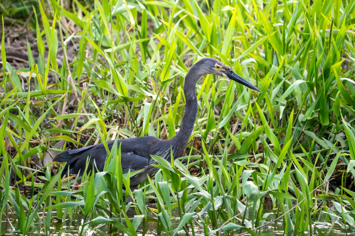 Great-billed Heron - ML644547099