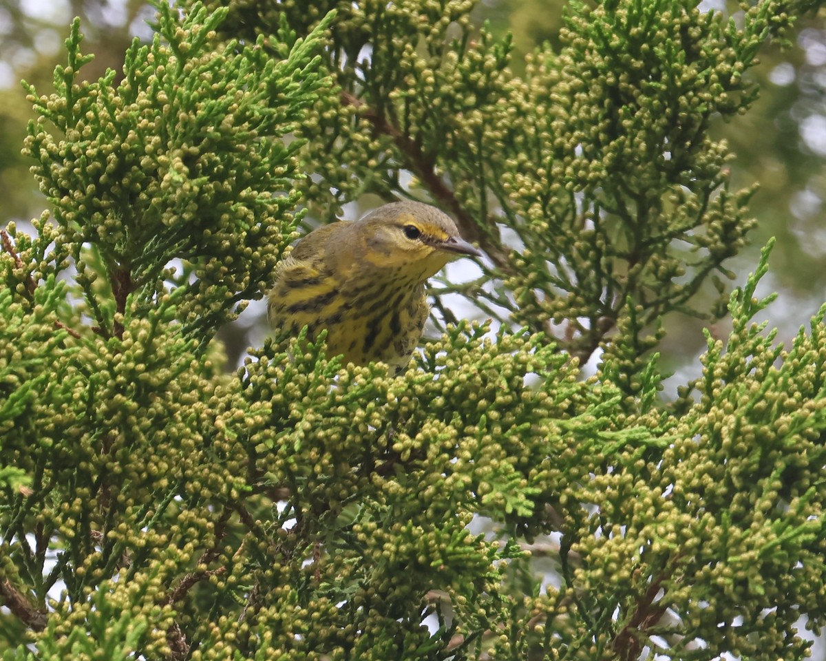 lesňáček skvrnitý - ML644547101