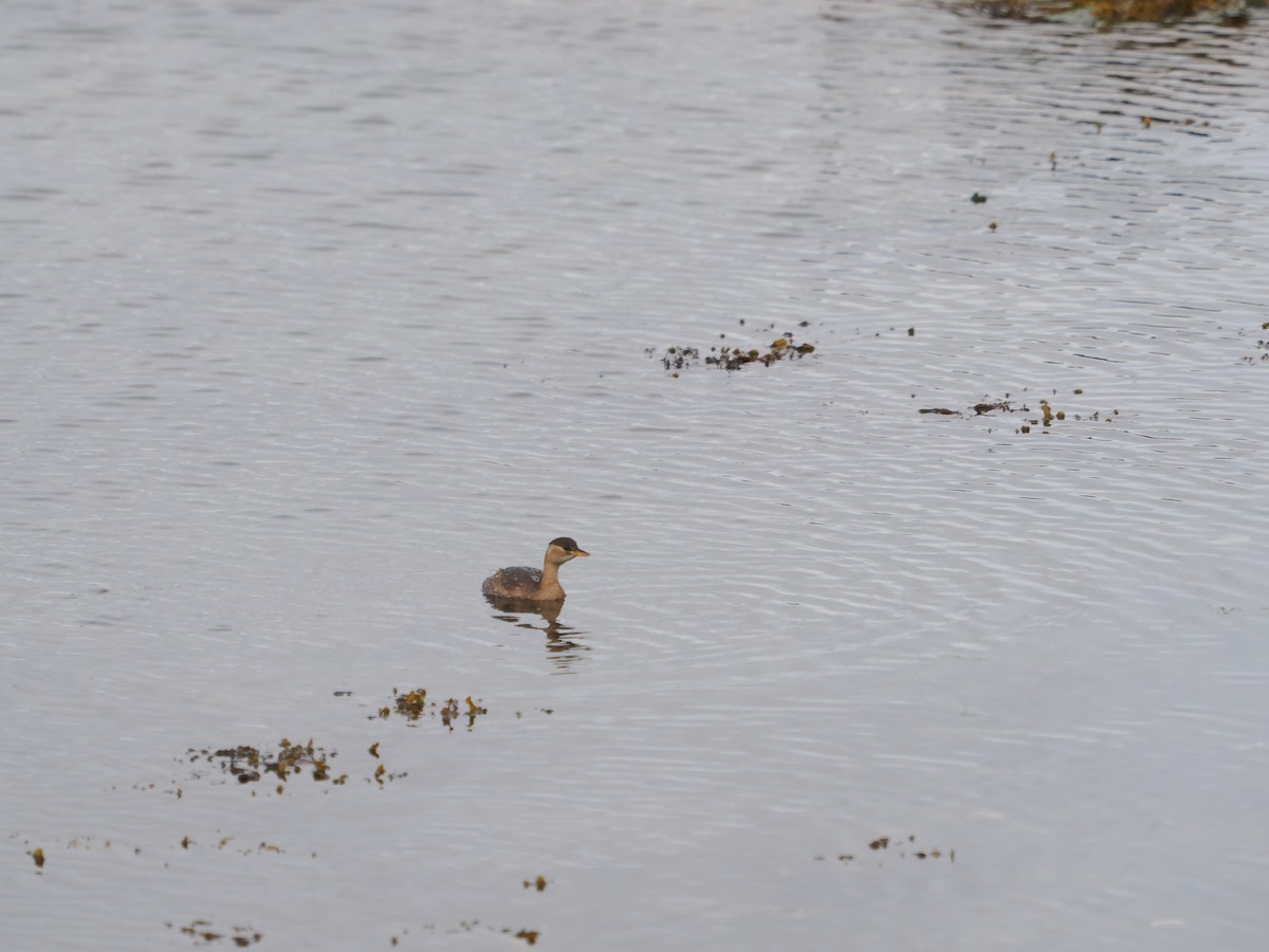 Txilinporta txikia - ML644547104