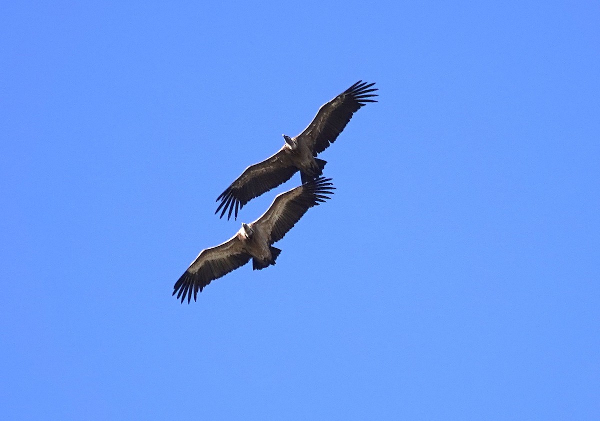 Vautour fauve - ML644547109