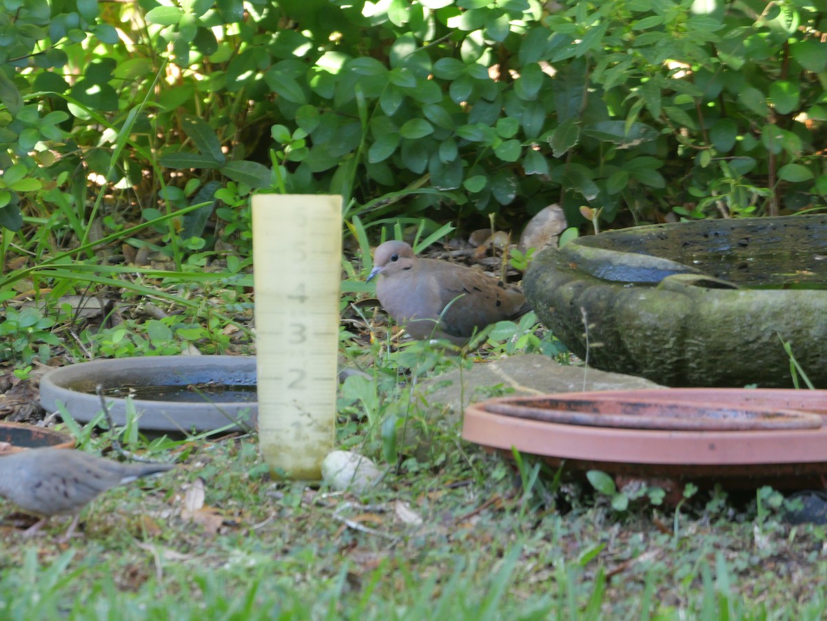 Common Ground Dove - ML644547113