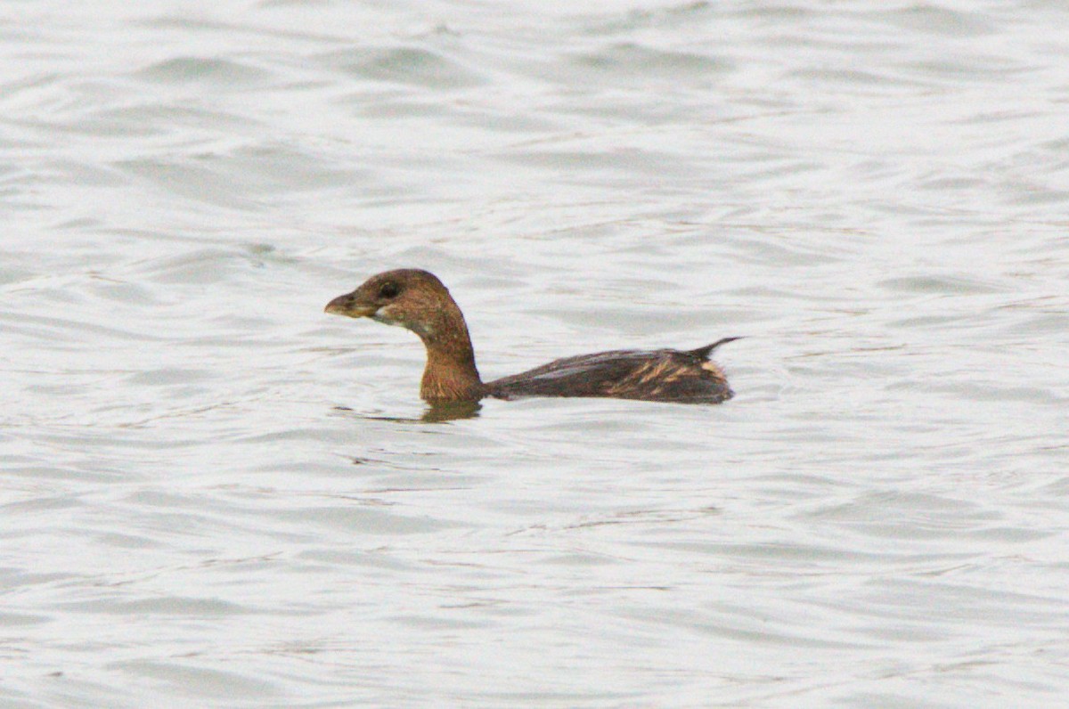 ringnebbdykker - ML644547121