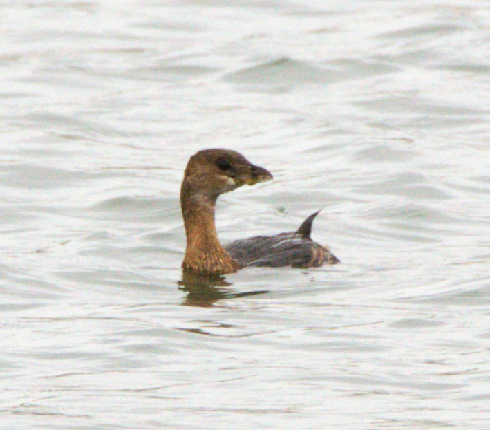 ringnebbdykker - ML644547122