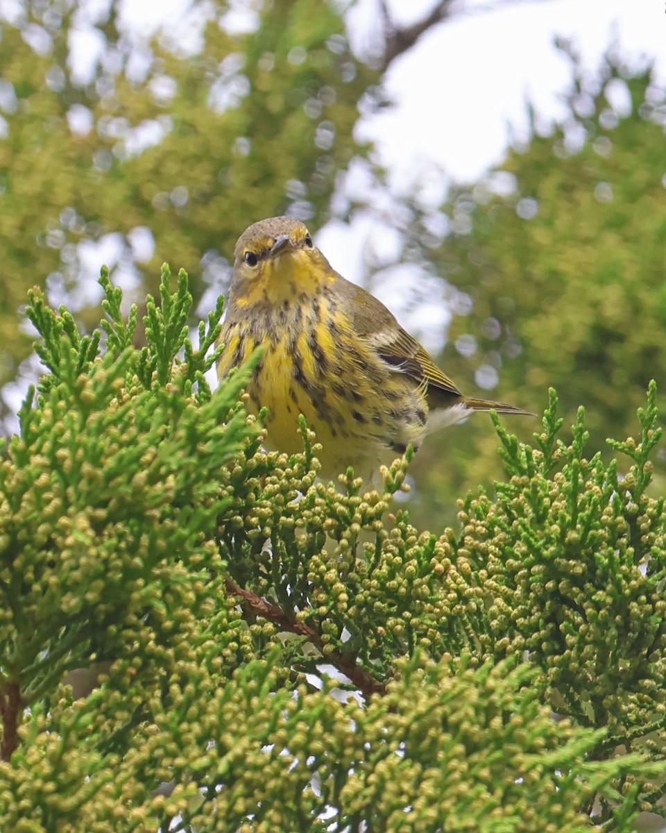 lesňáček skvrnitý - ML644547123