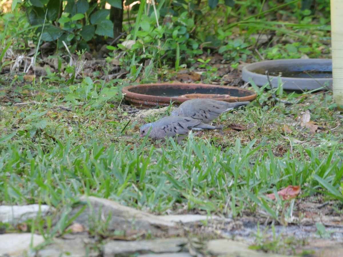 Common Ground Dove - ML644547131