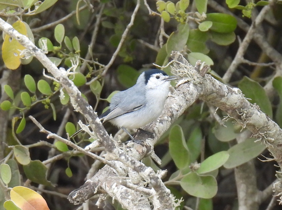 White-browed Gnatcatcher - ML644547132