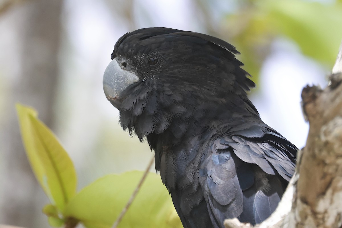 Cacatoès banksien - ML644547133