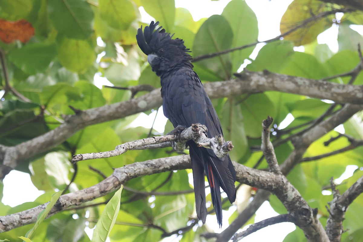 Cacatoès banksien - ML644547135