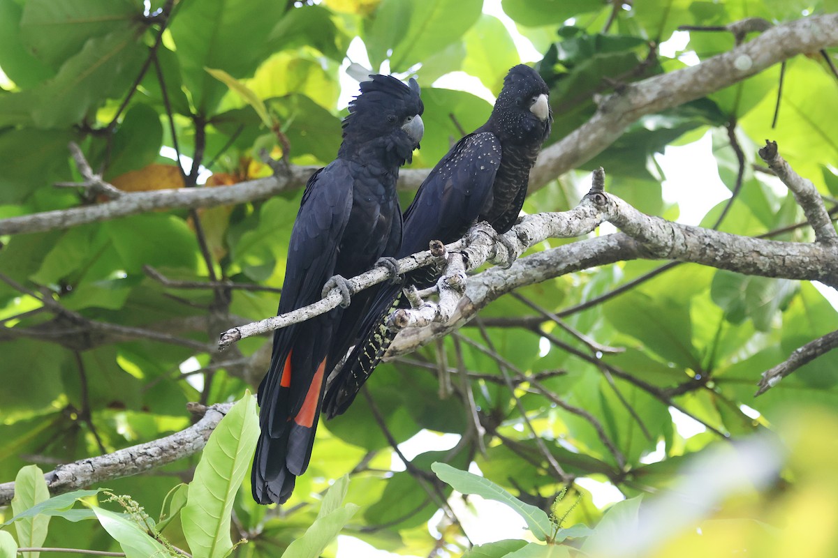 Cacatoès banksien - ML644547136