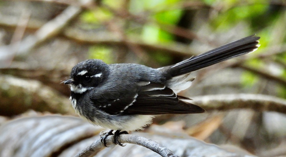 Gray Fantail - ML644547145