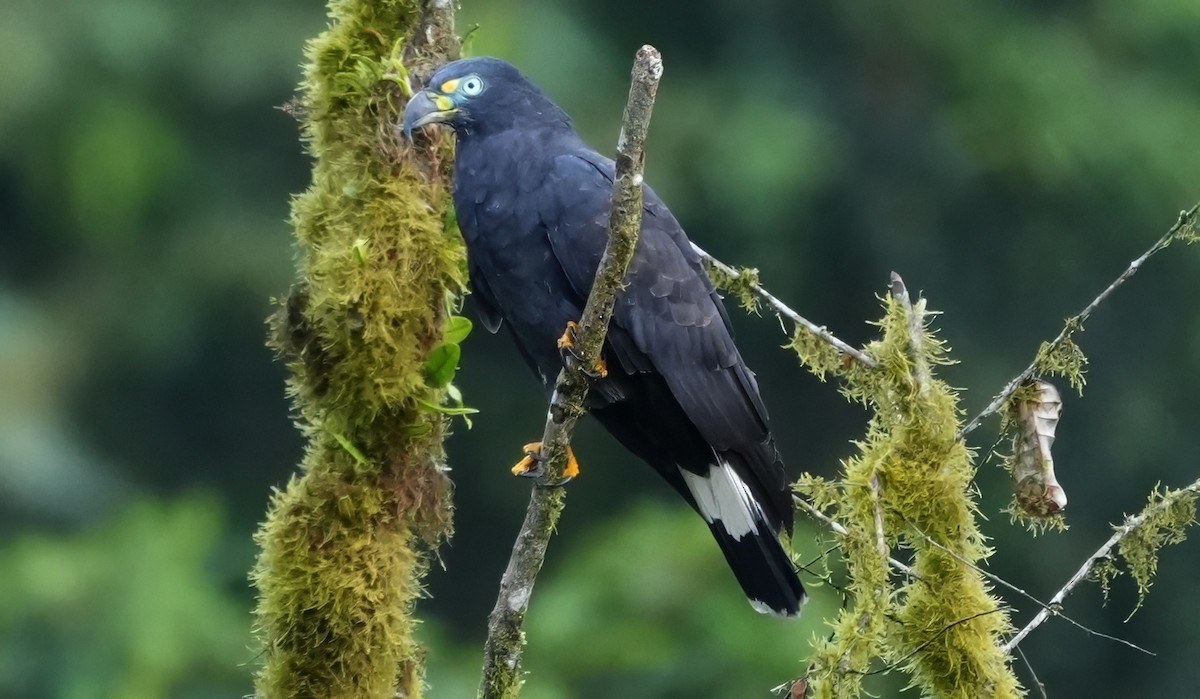 hákozobec neotropický - ML644547148