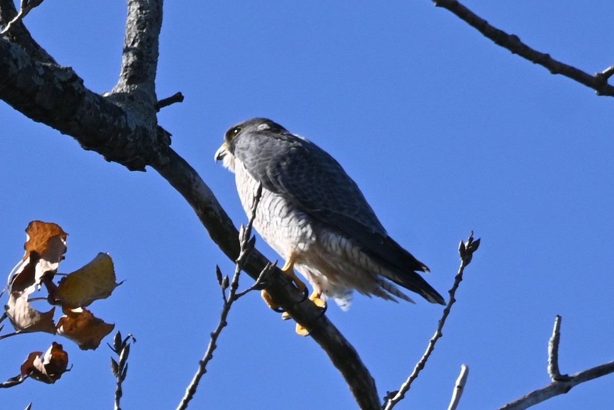 Belatz handia - ML644547160