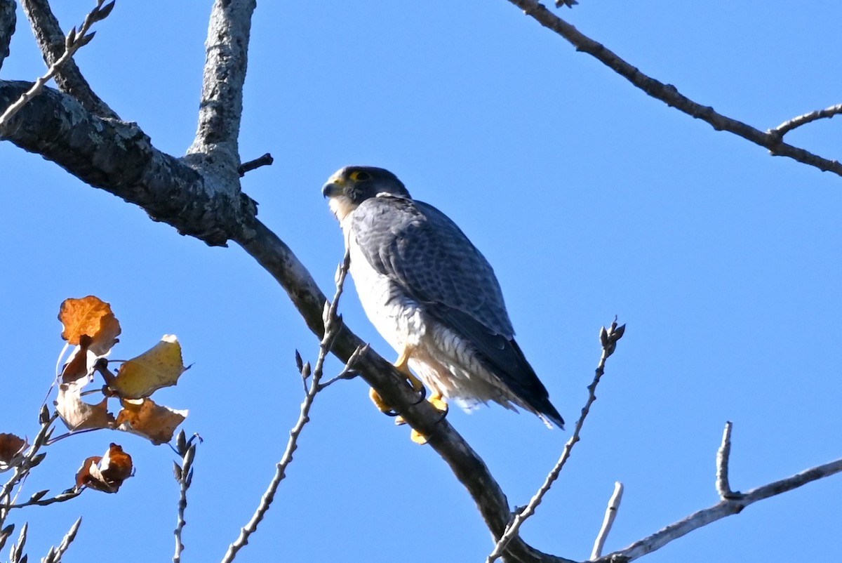 Belatz handia - ML644547161