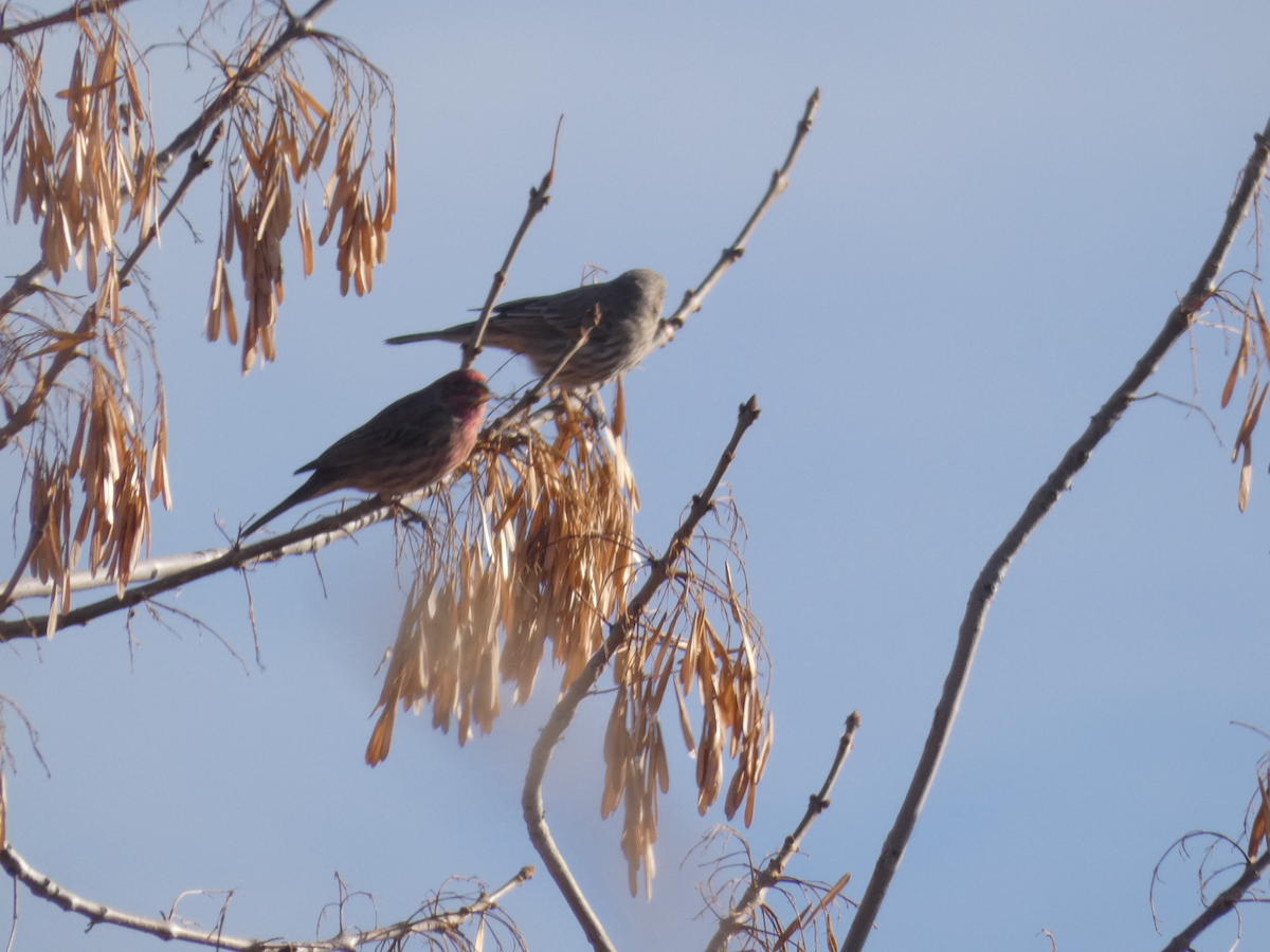 メキシコマシコ - ML644547162