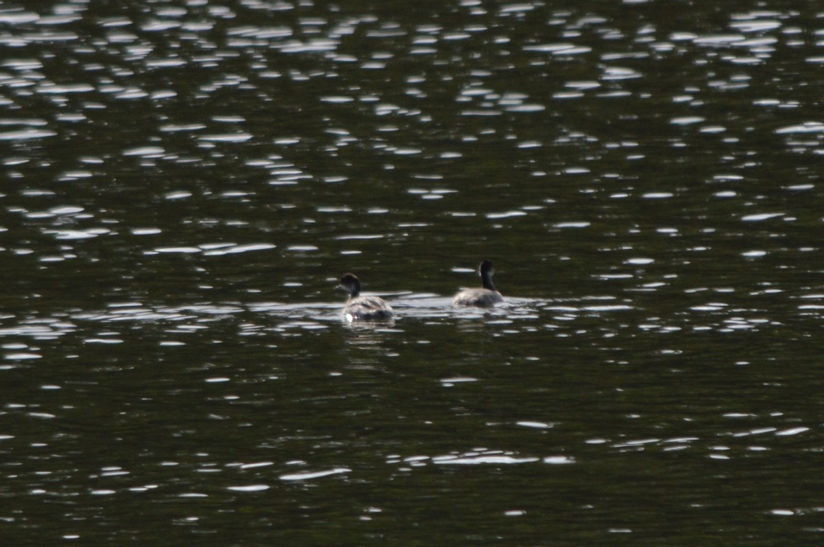 טבלן בינוני - ML644547168