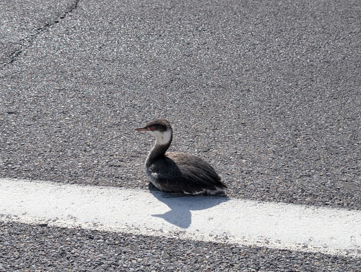 Horned Grebe - ML644547173