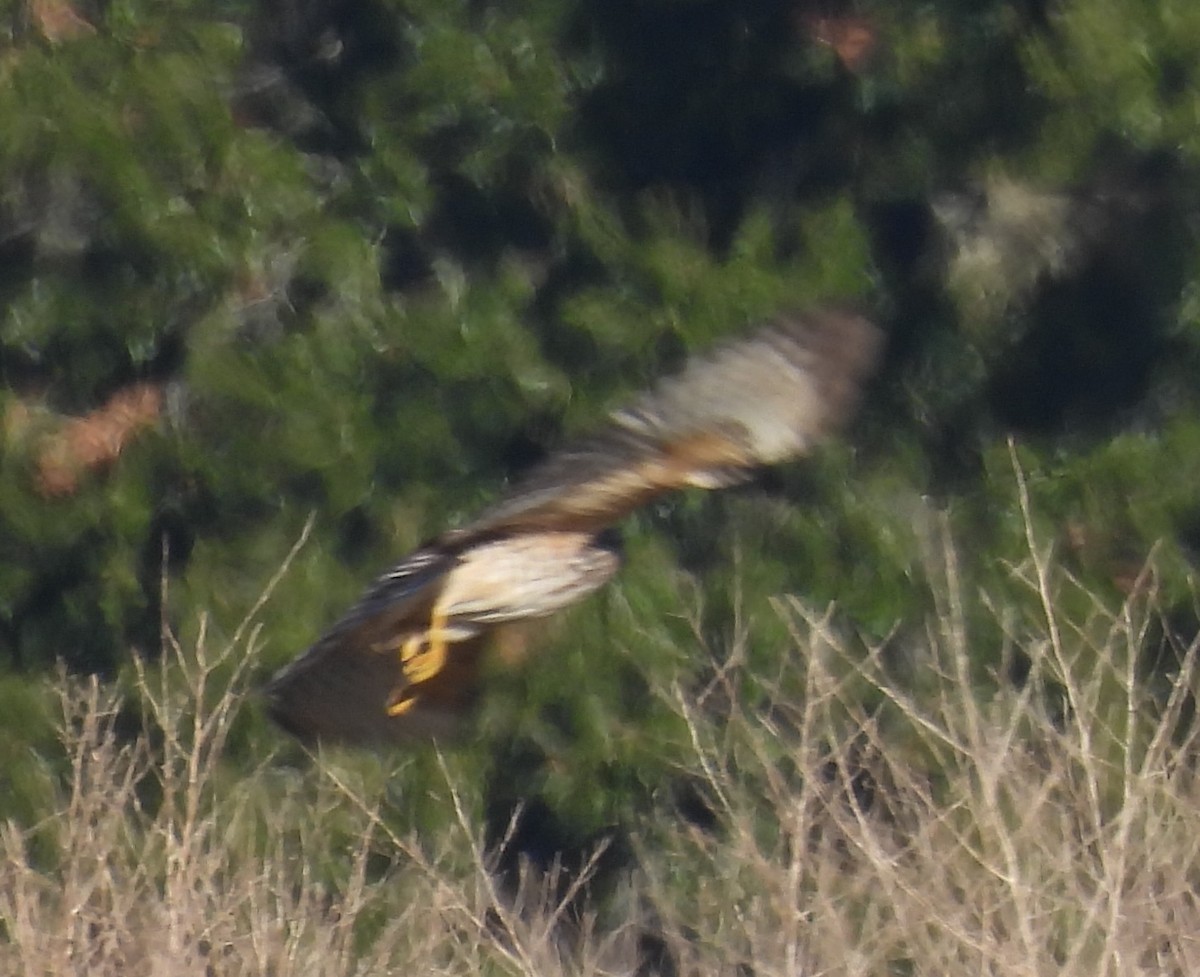 Busardo Aliancho - ML644547174