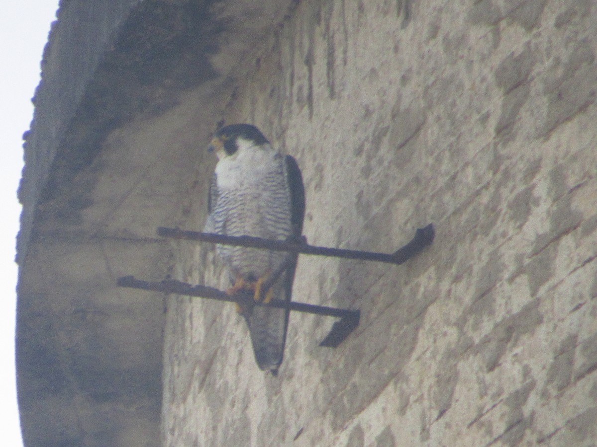 Belatz handia - ML644547176