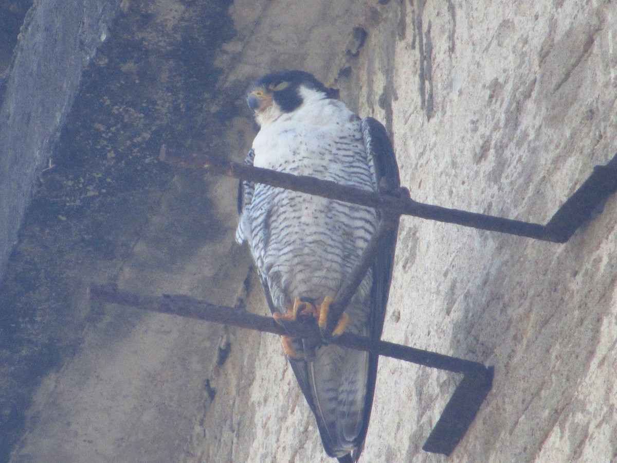 Belatz handia - ML644547177