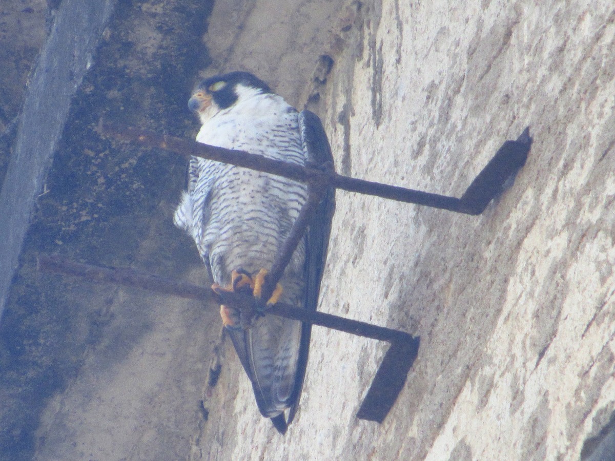 Belatz handia - ML644547178