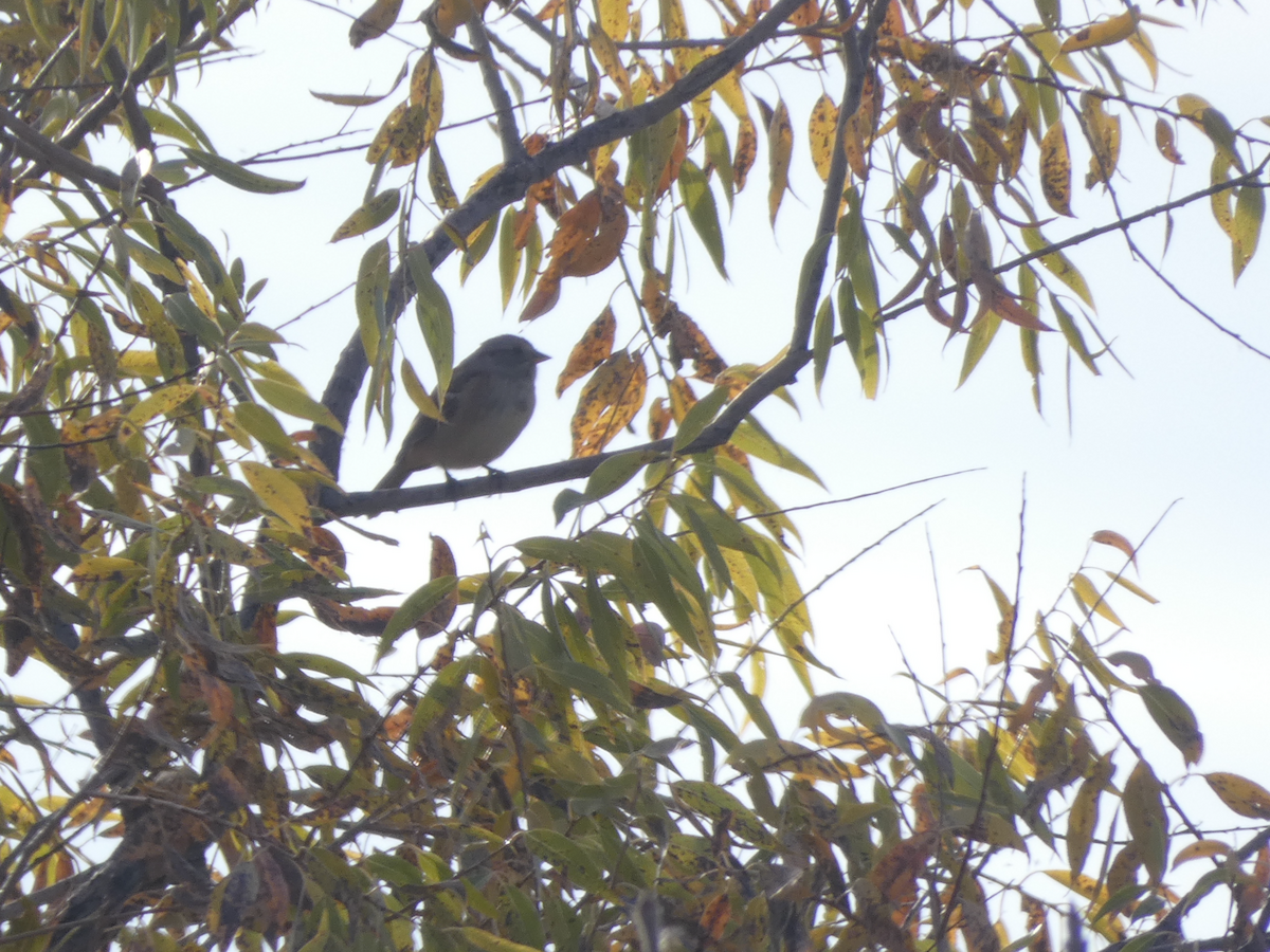 ムナフヒメドリ - ML644547179