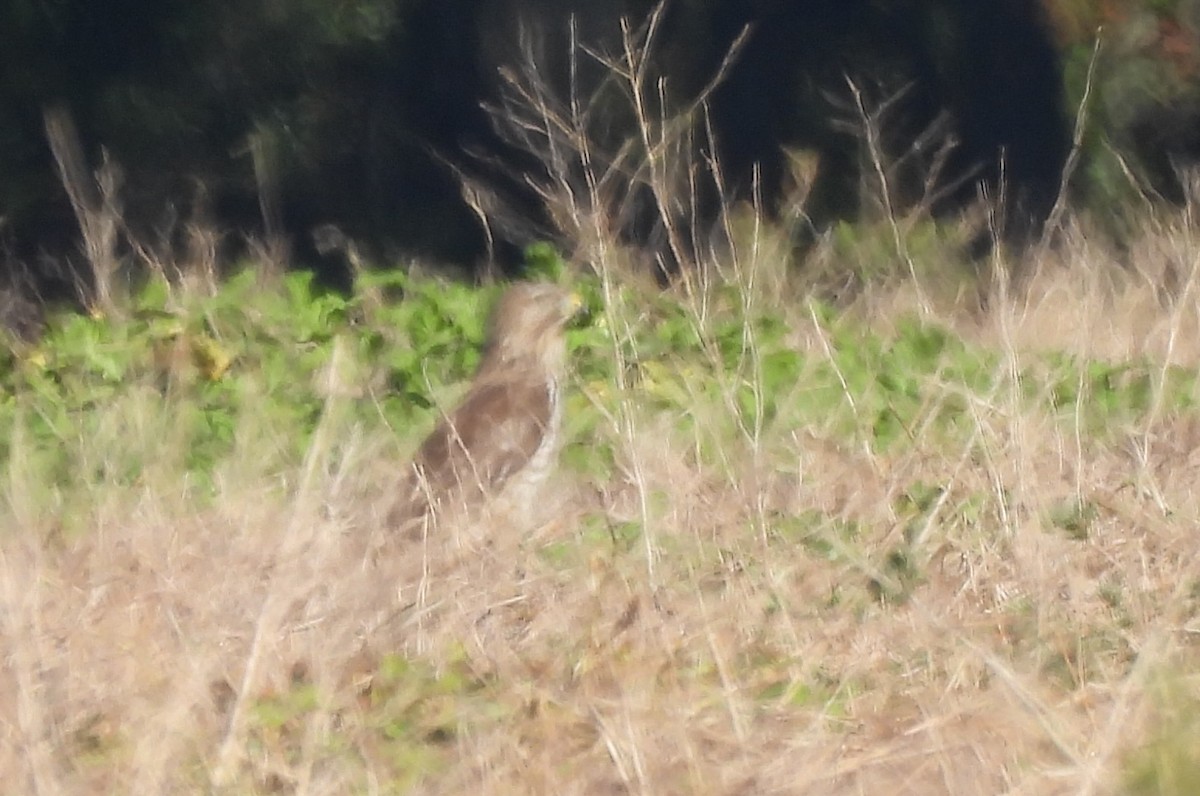 Busardo Aliancho - ML644547181