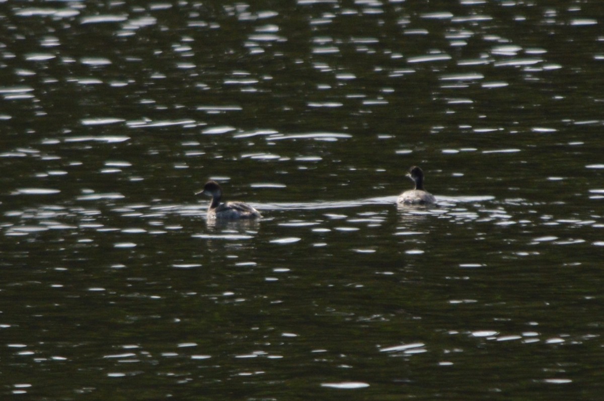 טבלן בינוני - ML644547184