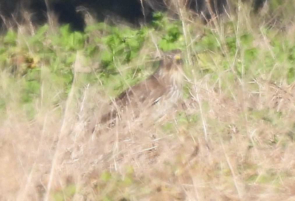 Busardo Aliancho - ML644547185