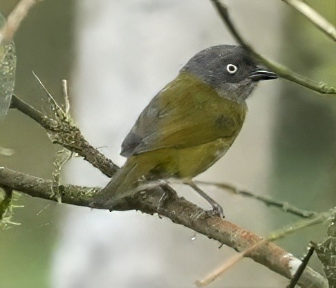 Dusky Chlorospingus - ML644547189