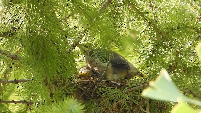 Jaseur d'Amérique - ML644547191