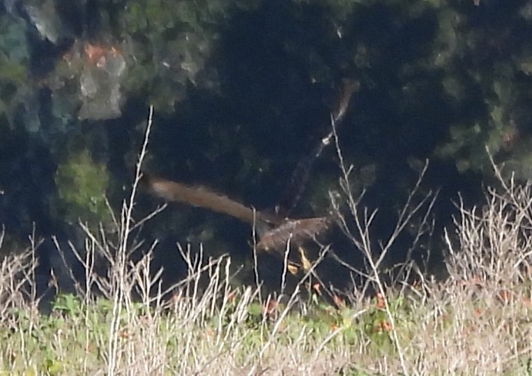 Busardo Aliancho - ML644547192