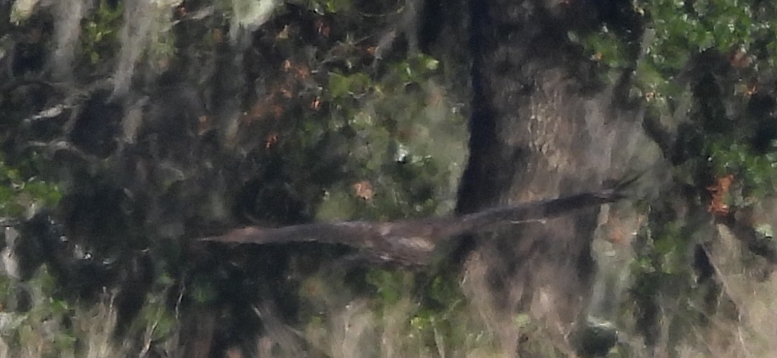 Busardo Aliancho - ML644547198