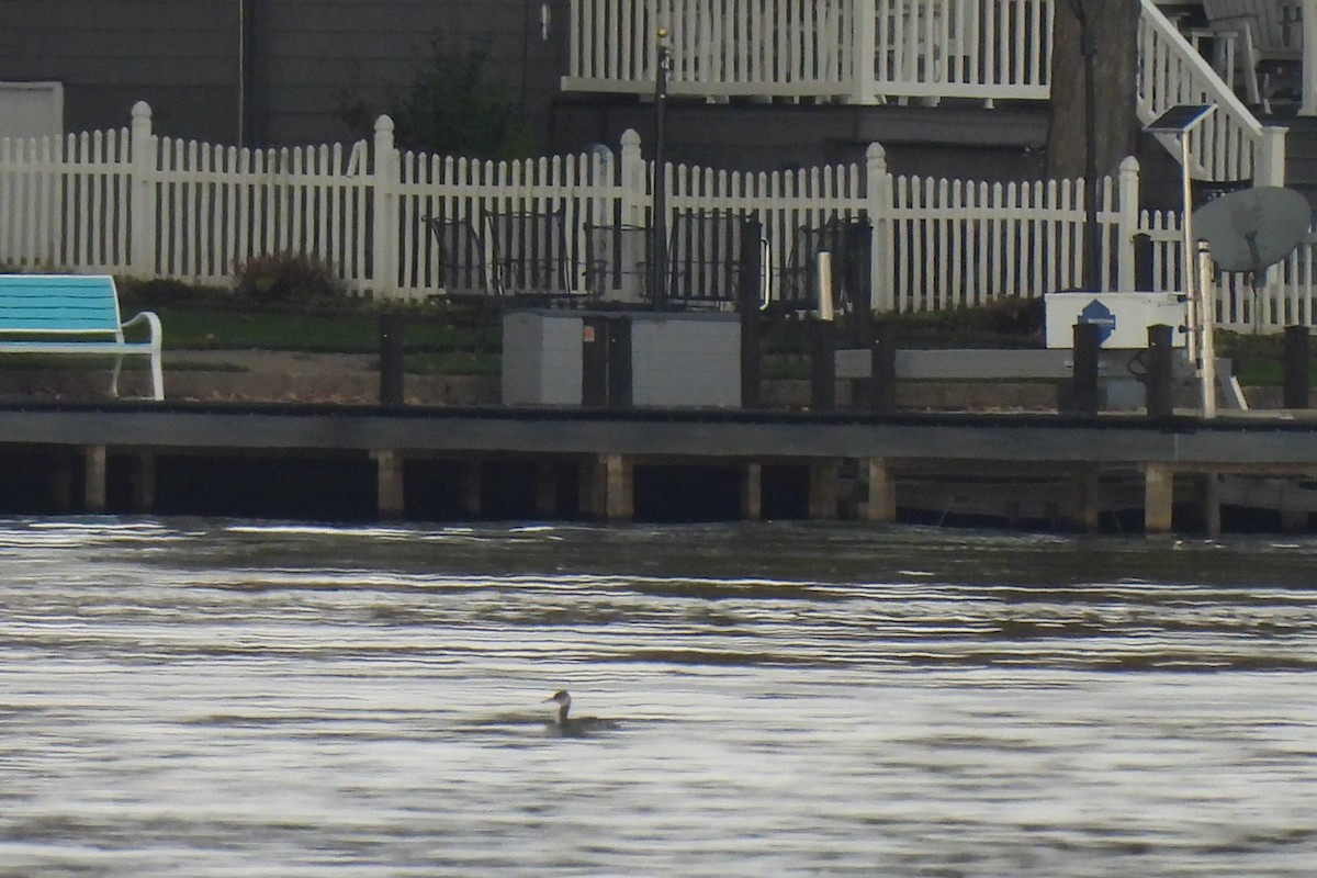 Red-necked Grebe - ML644547210