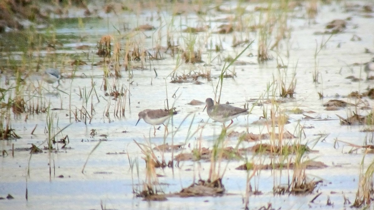 Kuliska hankahori txikia - ML644547215