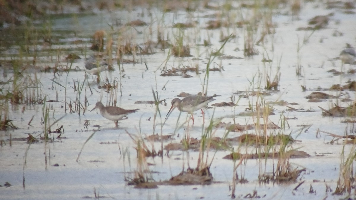 Kuliska hankahori txikia - ML644547216