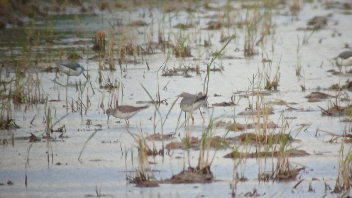 Kuliska hankahori txikia - ML644547217