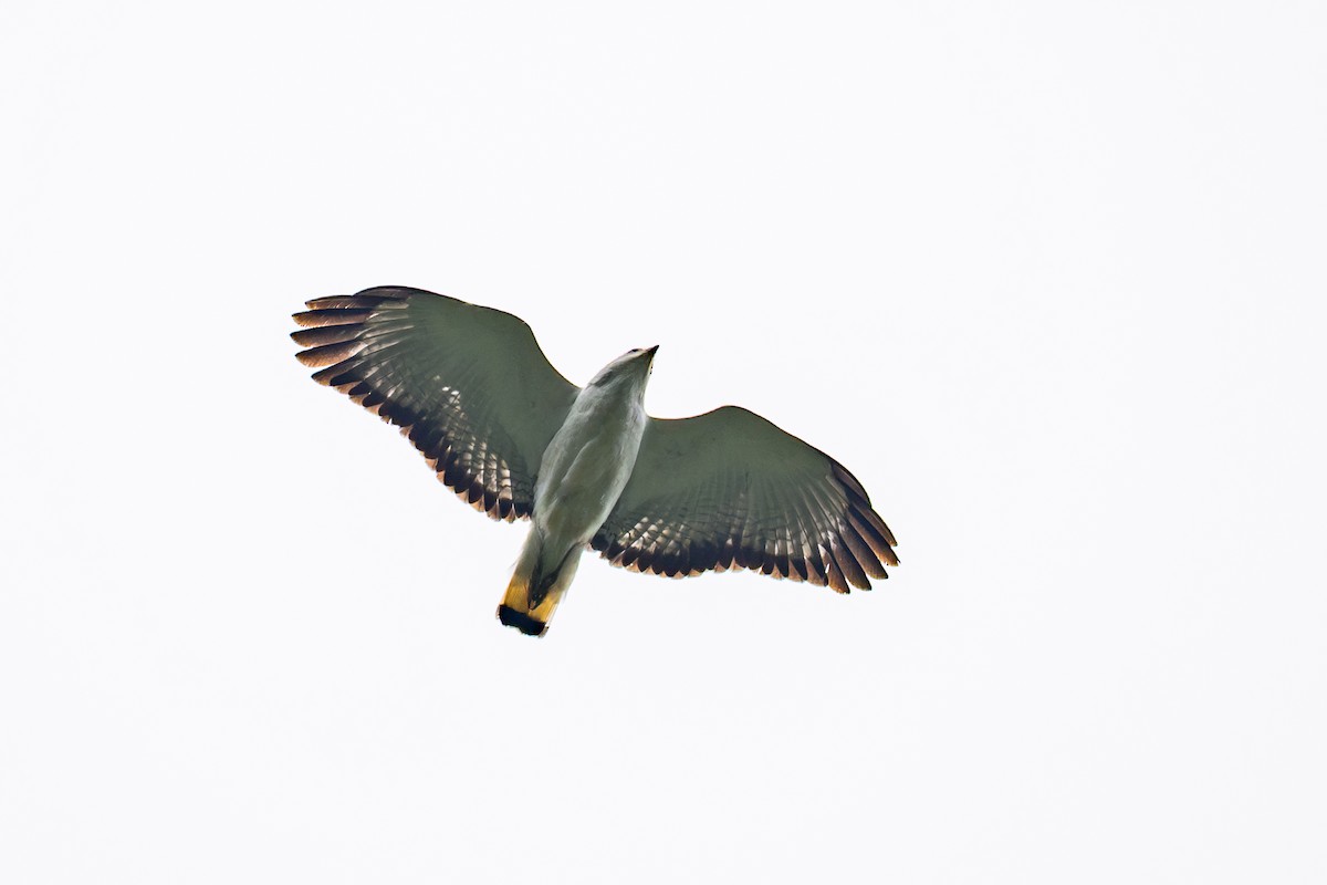 White-necked Hawk - ML644547218
