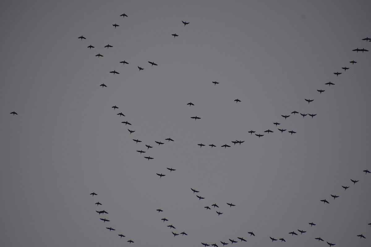 Хар толгойт галуу - ML644547219