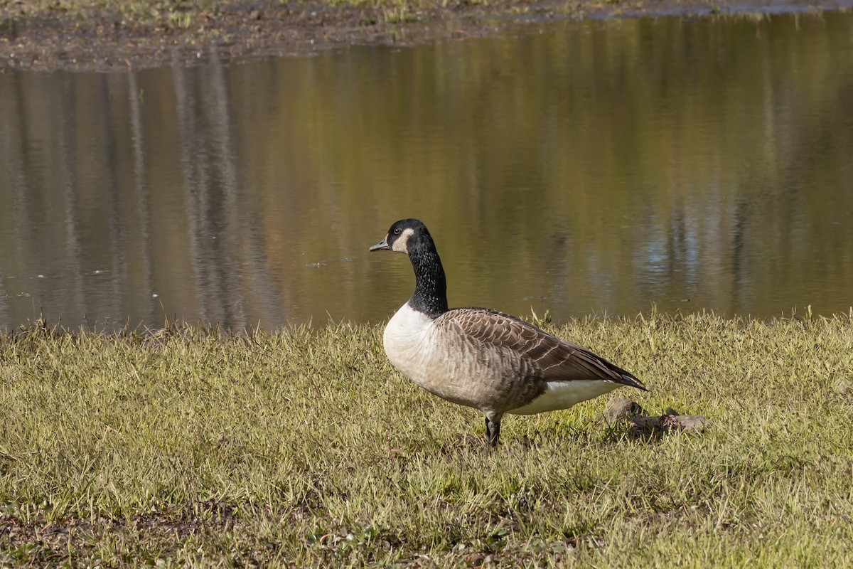 Canada Goose - ML644547227