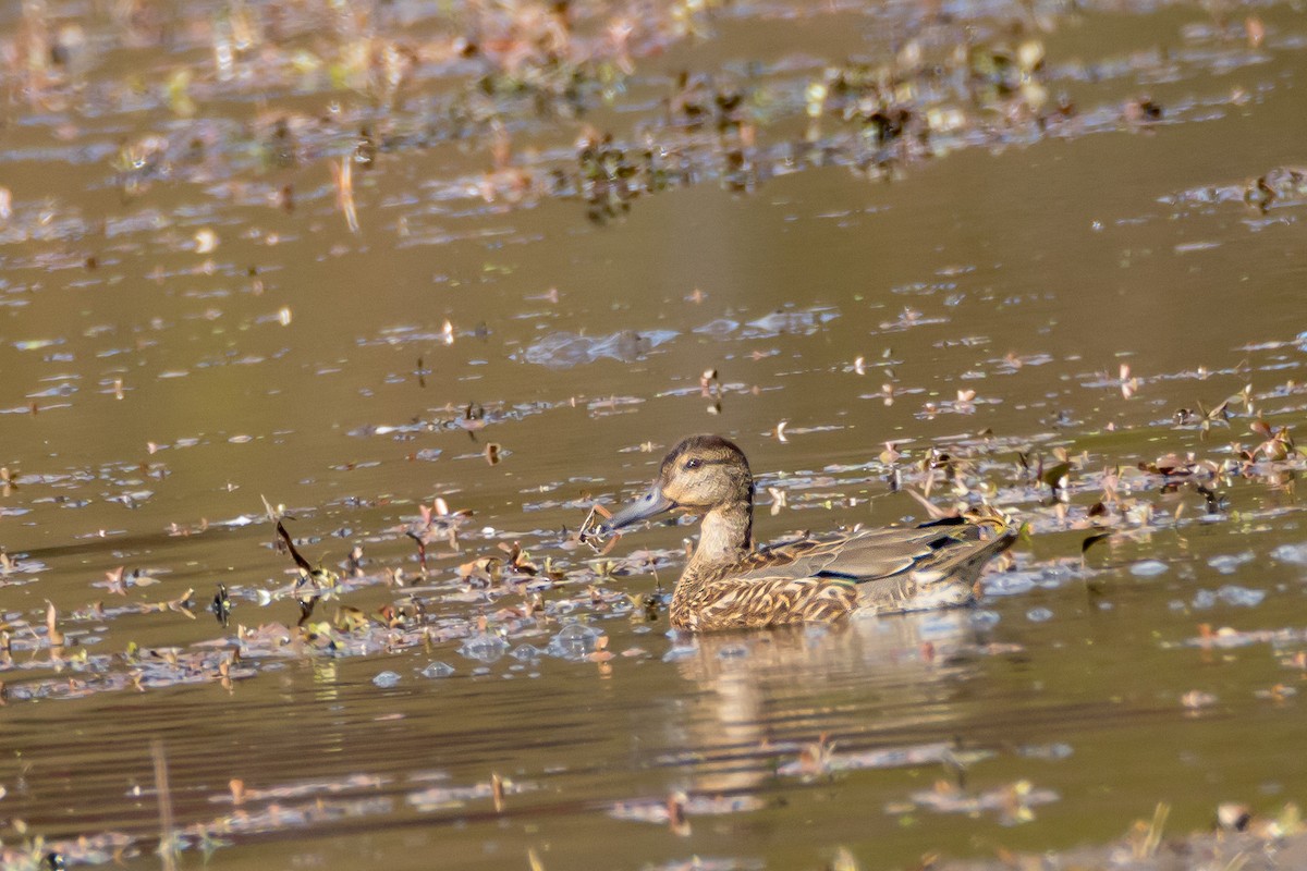 krikkand - ML644547252