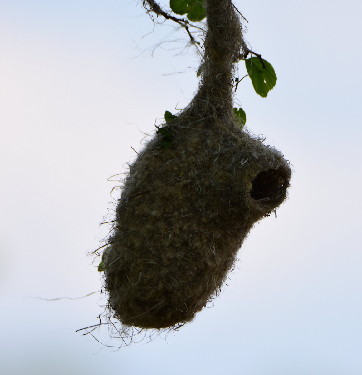 pungmeis - ML644547254