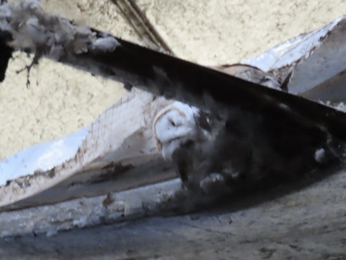 American Barn Owl - ML644547256