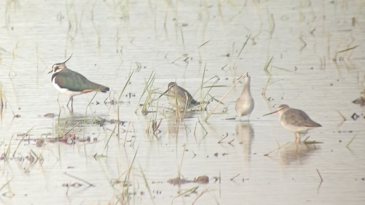 Long-billed Dowitcher - ML644547262