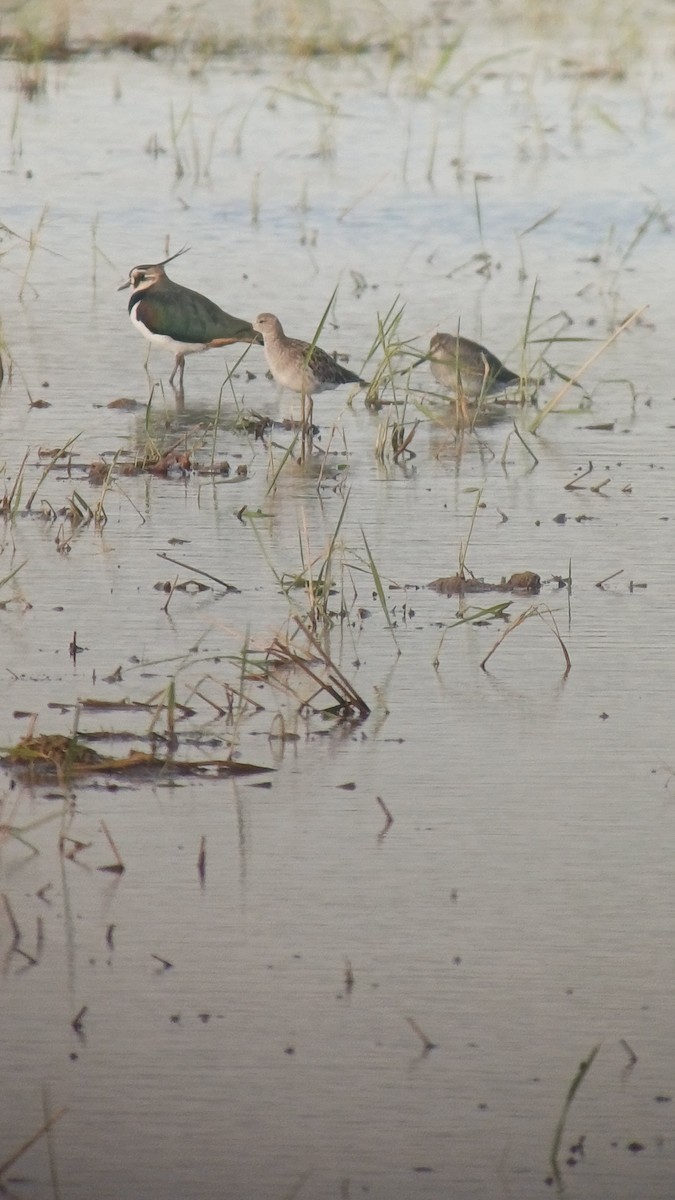 Long-billed Dowitcher - ML644547263